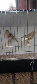 Agaat kanarie, Dieren en Toebehoren, Vogels | Kanaries, Mannelijk, Kleurkanarie