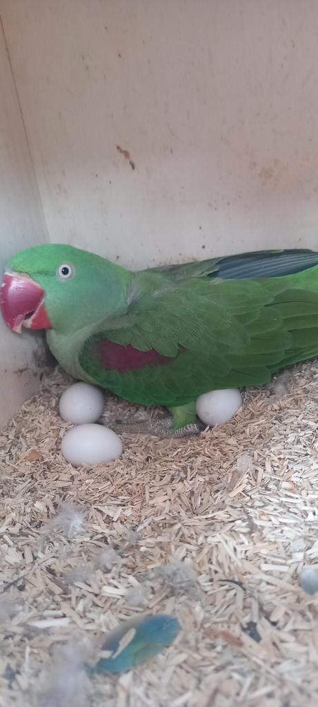 2 koppels alexanderparkieten, Dieren en Toebehoren, Vogels | Parkieten en Papegaaien, Papegaai, Geringd