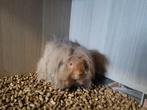Langharige cavia beer van 03/2025, Mâle, Mars, Domestique, Cobaye