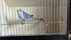 6 parkieten: split BW en Bush Budgie (gratis transport), Dieren en Toebehoren