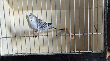 6 parkieten: split BW en Bush Budgie (gratis transport) beschikbaar voor biedingen