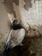 Mooie postduiven, Dieren en Toebehoren