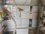 Zebravinken te koop - 2x koppel, Meerdere dieren, Tropenvogel