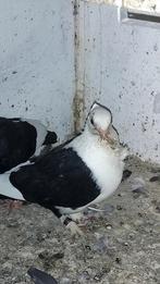 Samen 30 euro, Dieren en Toebehoren, Vogels | Duiven