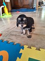 Boomer pups, teckel x maltezer, Animaux & Accessoires, Chiens | Sans pedigree, Parvovirose, Plusieurs, Belgique, 8 à 15 semaines