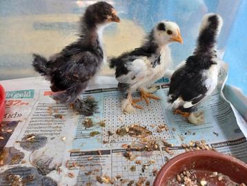 Cochin kriel, Dieren en Toebehoren, Pluimvee