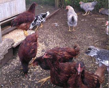 Rhode Islans Red hennen, Femelle, Poule ou poulet