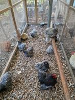 Cochin kippen, Dieren en Toebehoren