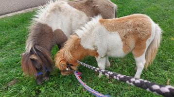 3 zeer mooie bonte shetland merries beschikbaar voor biedingen