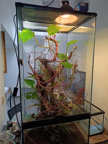 Terrarium 45x45x90 cm met anolis Mag weg voor goed bod beschikbaar voor biedingen