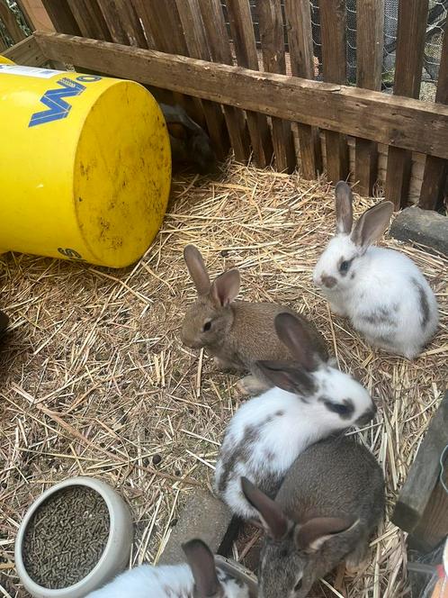 Jonge konijnen te reserveren, Dieren en Toebehoren, Konijnen, Meerdere dieren