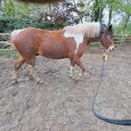Natural horsemanship lessen paardrijden, Western, Enlèvement ou Envoi
