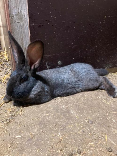 Vlaamse reus konijn te koop, Dieren en Toebehoren, Konijnen, Groot, Mannelijk, 0 tot 2 jaar