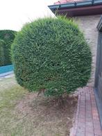Lugustrum, Tuin en Terras, Ophalen