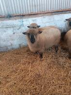 Couple de moutons hampshire, Plusieurs animaux, Mouton, 3 à 5 ans
