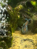 Aquarium complet a vendre, Animaux & Accessoires