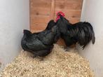 Zwarte australorp haan, Dieren en Toebehoren