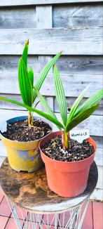 Palmboom - Europese dwergpalm, Tuin en Terras, Planten | Bomen, Ophalen, Palmboom