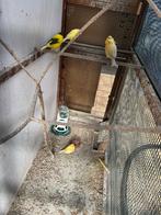 Kanaries, Animaux & Accessoires, Oiseaux | Perruches & Perroquets, Plusieurs animaux, Bagué