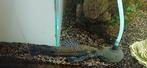 zoetwatervissen, Dieren en Toebehoren, Vissen | Aquariumvissen