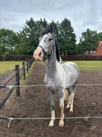 thunder, Dieren en Toebehoren, Paarden, Ruin