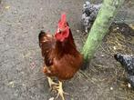 Mooie haan, Dieren en Toebehoren, Pluimvee, Mannelijk, Kip
