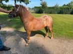 Appaloosa shetlander, Dieren en Toebehoren, Pony's, Merrie