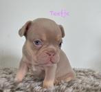 Prachtige Isabella Tan Franse bulldog pups, CDV (hondenziekte), Meerdere, Bulldog, 8 tot 15 weken