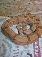 Koppel boa koop of ruil, Dieren en Toebehoren