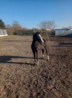 Pouliche sbs, Cheval de dressage, Vermifugé, 0 à 2 ans, Non dressé