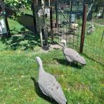 gans ganzen cereopsis, Dieren en Toebehoren, Pluimvee, Mannelijk, Gans of Zwaan