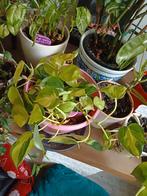 Philodendron Brazil groot, Huis en Inrichting, Kamerplanten, Ophalen of Verzenden