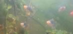 Platy´s
