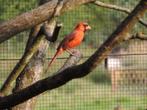 Cardinal rouge - Cardinalis cardinalis - Rode Kardinaal, Dieren en Toebehoren, Vogels | Overige Vogels