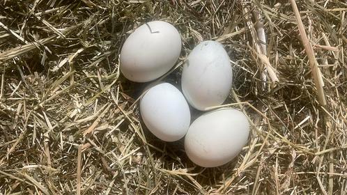 BROEDEIEREN KWALITEIT OLIVE EGGER, Dieren en Toebehoren, Pluimvee, Kip, Geslacht onbekend
