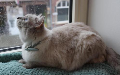Ragdoll poes, Dieren en Toebehoren, Katten en Kittens | Raskatten | Langhaar, Poes, 3 tot 5 jaar, Gechipt