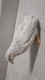 Cailles de Chine, Enlèvement