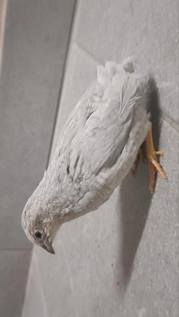 Cailles de Chine, Collections, Collections Animaux, Enlèvement