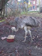 Nandous, Animaux & Accessoires, Volatiles, Femelle, Autres espèces