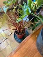 homalomena, Ophalen