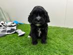 Nestje MINI Cavapoo pups, België, CDV (hondenziekte), 8 tot 15 weken, Meerdere