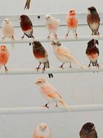 Harlekijn kanaries ( basis vogels), Dieren en Toebehoren, Vogels | Kanaries, Meerdere dieren, Postuurkanarie