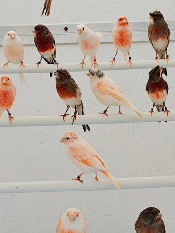 Harlekijn kanaries ( basis vogels) beschikbaar voor biedingen