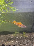 Zwaardragers te koop te denderbelle, Vis