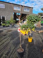 Diospyros Kaki Tipo, Ophalen