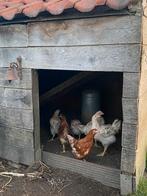 Isa Brown hanen, Dieren en Toebehoren, Pluimvee, Mannelijk, Kip