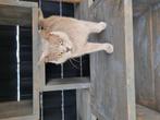 Britse korthaar, Poes, Kortharig, 3 tot 5 jaar