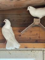 Mooie witte sierduiven, Dieren en Toebehoren, Vogels | Duiven, Meerdere dieren