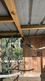 Pyrrhura, Dieren en Toebehoren