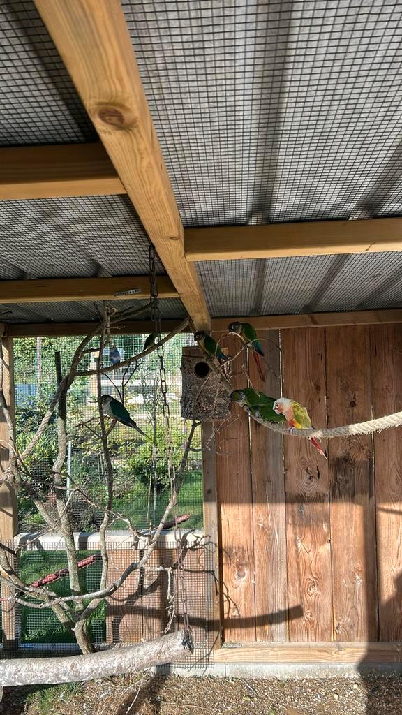 Pyrrhura, Dieren en Toebehoren, Vogels | Overige Vogels